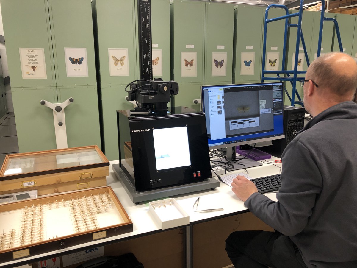 It’s been BRILLIANT having @bugsymac1 with us for the last couple weeks, working in the @NatSciNMS insect collection. Craig has been busy digitising our British Caddisflies, identifying recent material and delving into the K.J. Morton archives. [1/2]