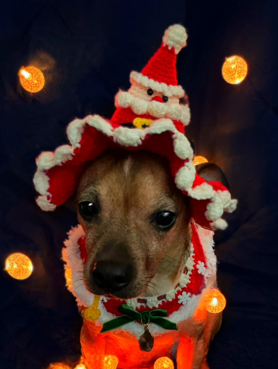 sarahanunn's tweet photo. On the first day of Solstice, my true love gave to me….
Eli being a Santa Dog!
🎅🏾
#SolsticeIsComing #WinterSolstice #Yule #Chiweenie #RescueDog #WillPoseForCheese #DogsOfTwitter #DogTwitter #SantaDog https://t.co/fB8TRxapI1