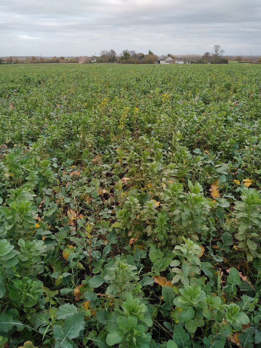 Désherbage kerb fait, j'ai enfin pu voir à quoi ressemblait mes colzas depuis le pulvé 😄