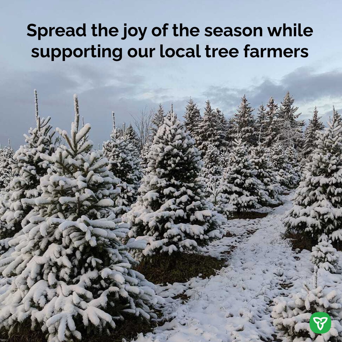 ONenvironment's tweet image. Discover the hidden benefits of Christmas tree farms! From reducing air pollutants to supporting wildlife, Ontario’s tree farms do it all. Make a positive change this #ChristmasTreeDay &amp;amp; choose a real tree from a #localfarm near you. 🎄🏞️ bit.ly/49XOsFD @ONresources