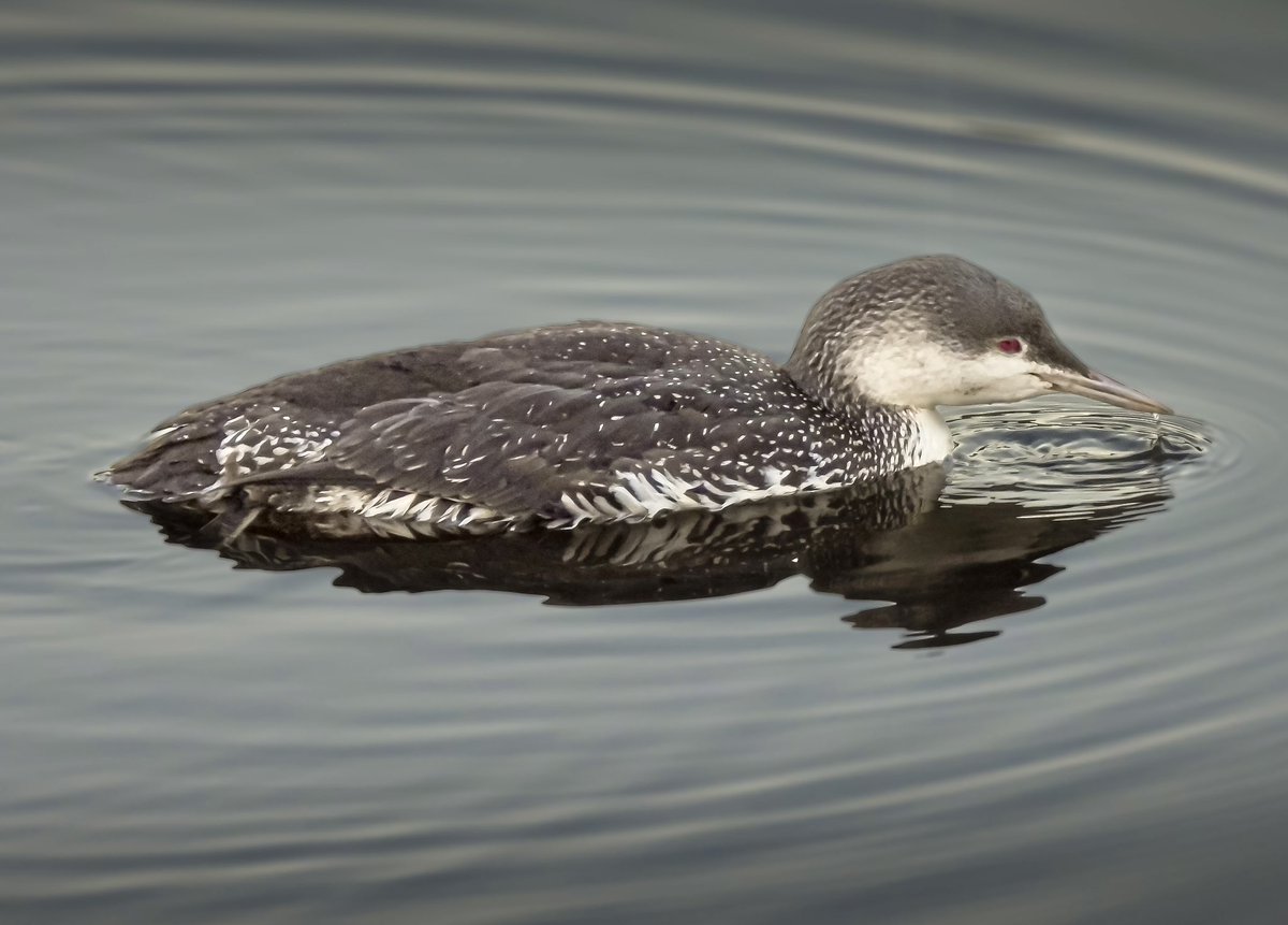 The Great Northern Diver, a rare visitor to us here in the west of Ireland #birdphotography #nikonphotography #clewbay