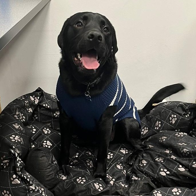 Obi Wong & Mrs Wong tweet media