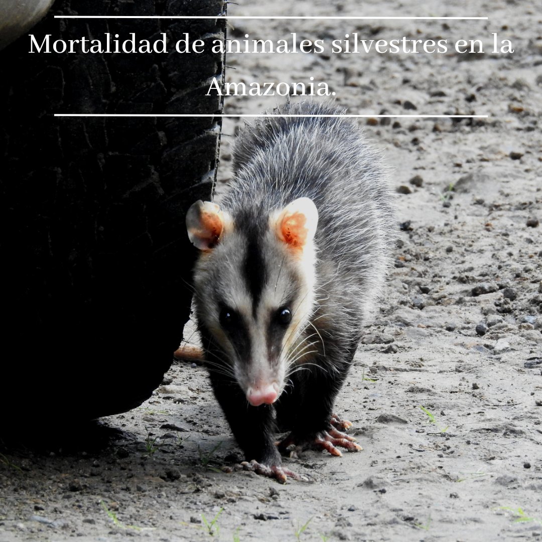 lactwg's tweet image. Características del paisaje y de las carreteras vinculadas a la mortalidad de la vida silvestre en la Amazonía

Se utilizaron modelos para explorar el papel de varios tipos de cobertura terrestre y la sinuosidad de las carreteras en la mortalidad observada.