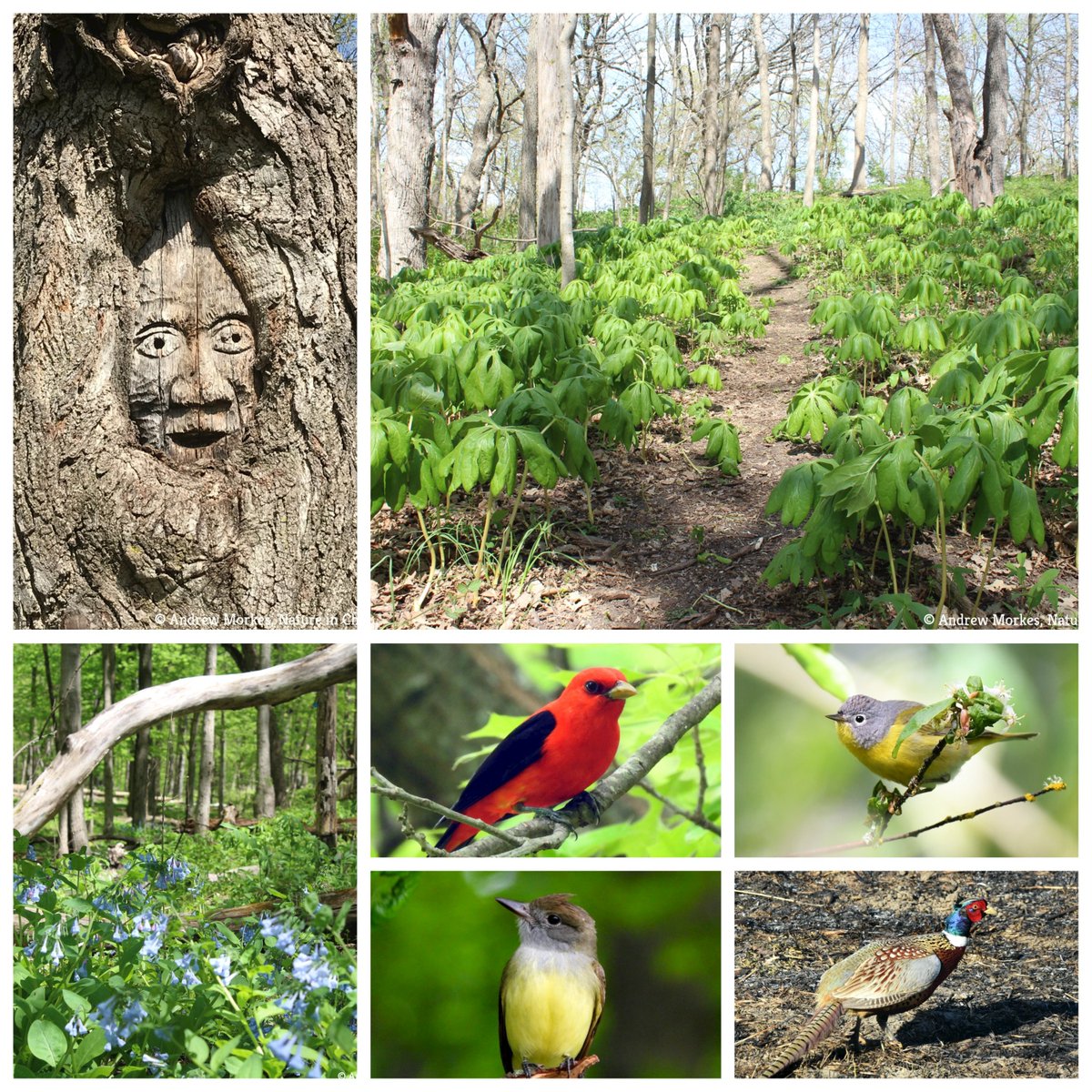 NatureinChicago's tweet photo. Good afternoon!
I've just published a new story at my blog:
Johnson’s Mound Forest Preserve: Enjoy a Challenging Hike on a Glacial Kame, Go Sledding, and Search for the Mysterious Face on a Tree
#kanecountyil #kames #sledding @ForestPreserve
https://t.co/6IpKfyzo4D https://t.co/3kPkBV8DEv