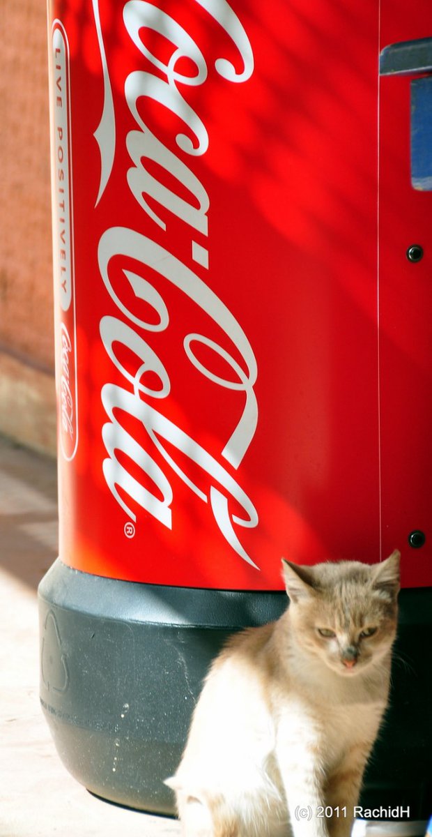 rachidH's tweet photo. #Stray #Cat #Cairo #Egypt #straycats #cats #kitten #Chatton #straykitten #streetcats #Kitty #Chat #Matou #Chatdesrues

Rachid H shared a photo with you from the Flickr app! Check it out:
https://t.co/x4mRuQ70BW https://t.co/pmUxAR1MuO
