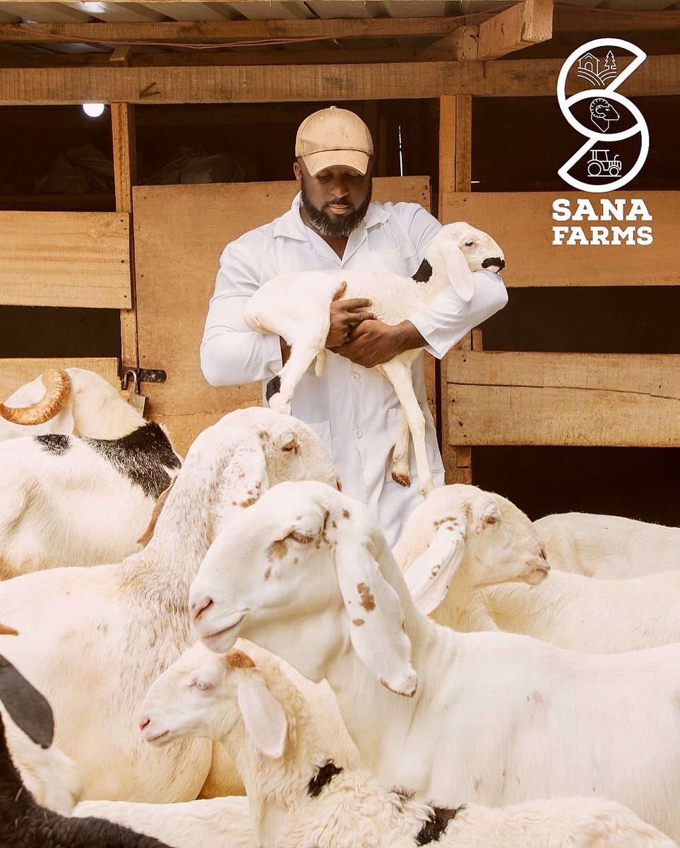 HAPPY FARMERS DAY. 
.
#sanafarms #YouthInAgriculture  #ladoumghana #ghanaladoum #farminginghana #ghana #agribusiness #sheepfarming #sheep #FarmersDay2023