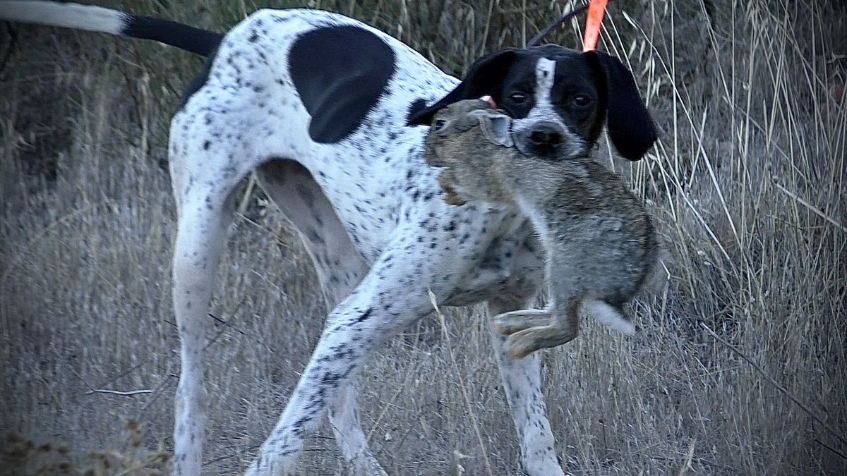 Fieles compañeros, imprescindibles en algunas modalidades de caza: Nuestros perros 
#perrosdecaza #cazaconperros #cazamenorconperro #caza #hunting #huntingdog