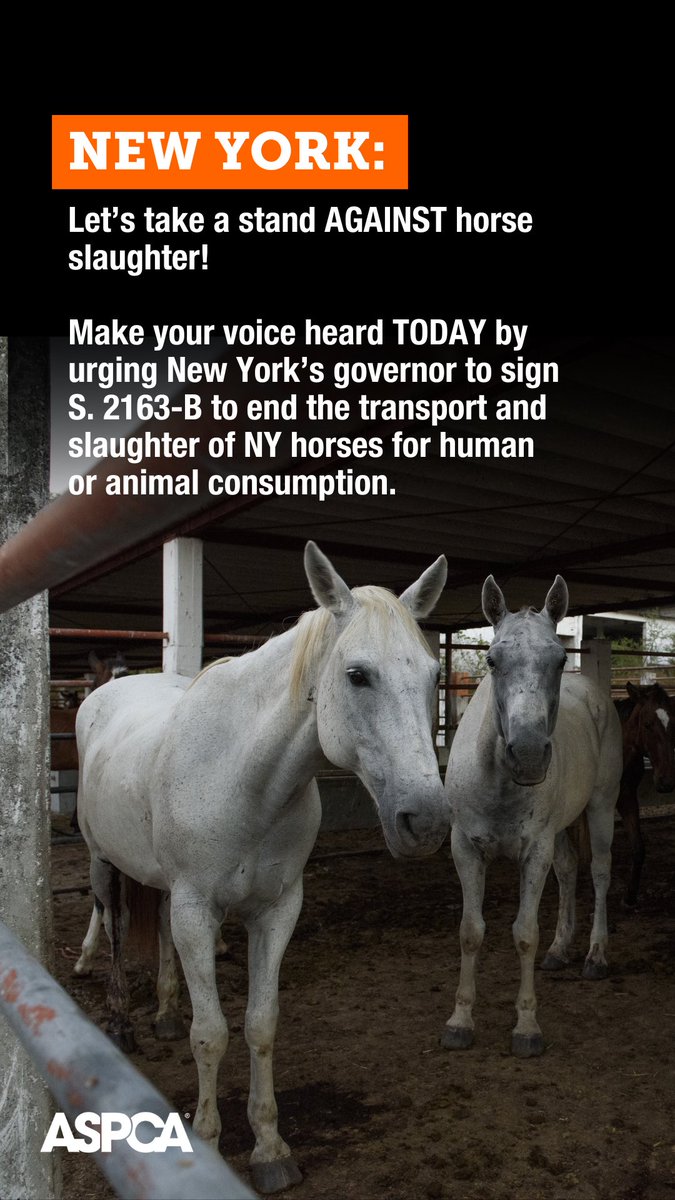 Let’s stand AGAINST horse slaughter by urging @govkathyhochul to sign a critical bill that would put an end to the transport and slaughter of NY horses for human or animal consumption. Join me and the @aspca and urge the governor to vote YES today: aspca.org/NYHelpHorses
