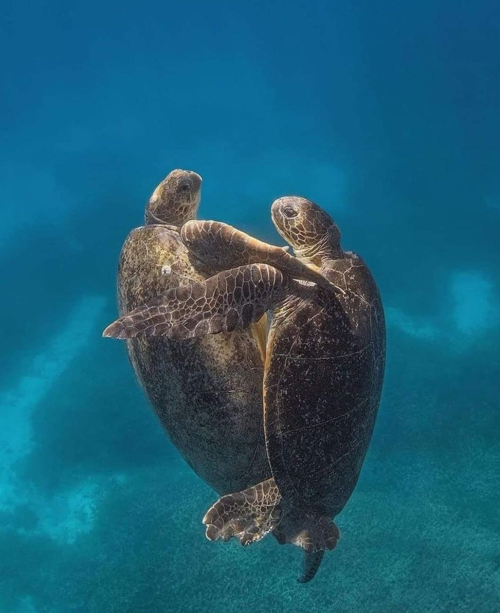 Come with me… #turtletime #honu #greenseaturtle #seaturtle #snorkeling #hawaii