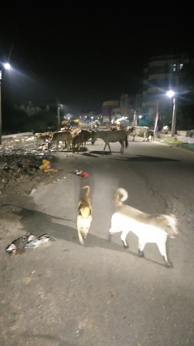 svaidhya1979's tweet image. Nightmarish situation in Annanoor Station road, full of cattle stray dogs, horse, buffalos and cows. No media attention and no botheration from govt side. Full of filth with garbage.