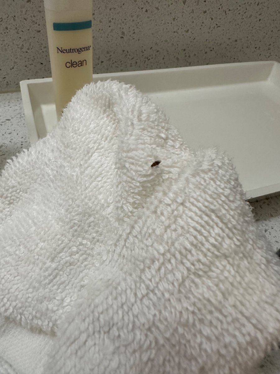Grubbski's tweet photo. @HiltonHotels this is disgusting and unacceptable. Bugs all over the room. Woke up and even more bugs. Looks like the room wasn’t even cleaned except the bed was made #disgusting #hospitalitly #dirty https://t.co/FUJsWzNWNh