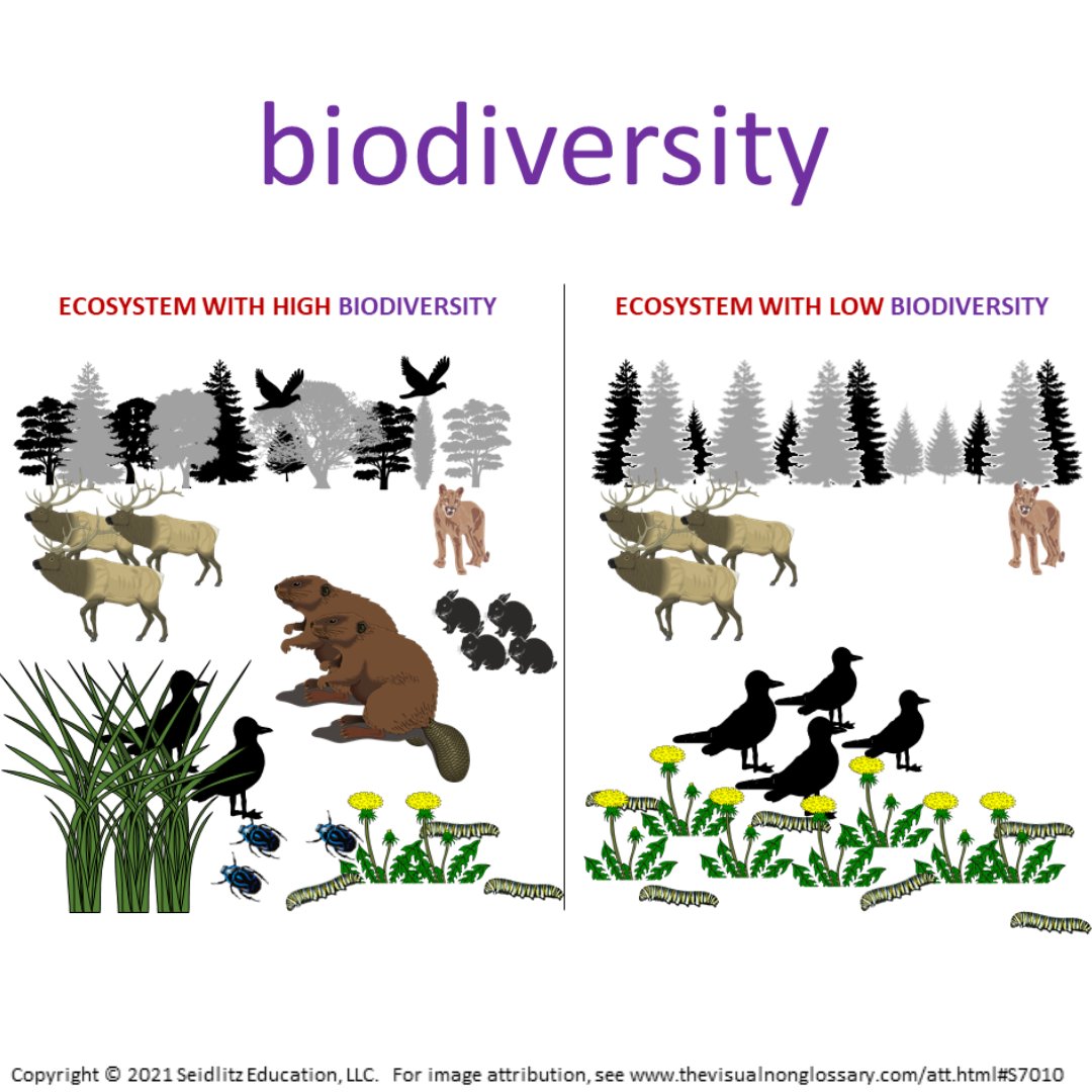VNGvisuals's tweet photo. Try the #VisualNonGlossary for yourself, with this 7th grade visual & #sentencestems. Did you know you knew so much about biodiversity? https://t.co/bRmmeDB3qf
