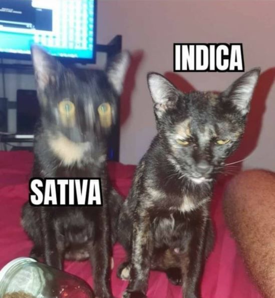 GeniusPothead's tweet photo. Sativa vs Indica https://t.co/aiMcysmYao