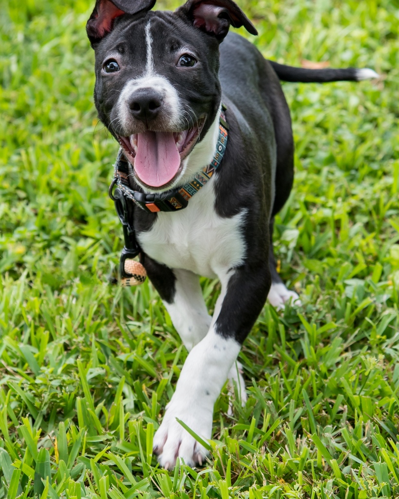 PAWS4you Rescue tweet media