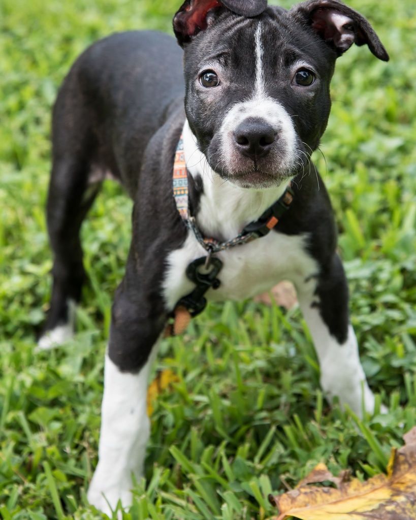 Puppy Trixie is looking for a holiday miracle 🤩 Help her find the perfect home!❤️ 

To meet or adopt, please fill out an application: paws4you.org/application