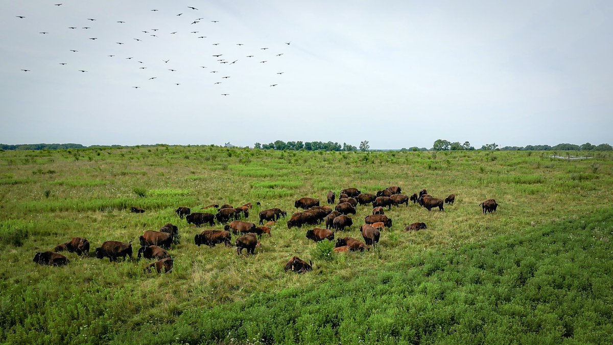 Openlands's tweet photo. 📣Openlands & @WetlandsTWI secured a $1.5M #AmericatheBeautifulChallenge grant from @NFWFnews! Our project is set to transform an area of nearly 1,000 football fields into healthy prairie, savanna & floodplain wetland #habitat at @MidewinNatTP. Full story: https://t.co/FLJnLH6V1v https://t.co/2EGNMUBUvS