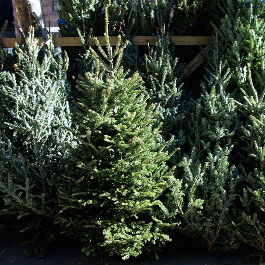 🎁🍷🎶🎄 Windmill Hill Market is TOMORROW, our final market of the year! 10 am - 3 pm⁠, see you there!