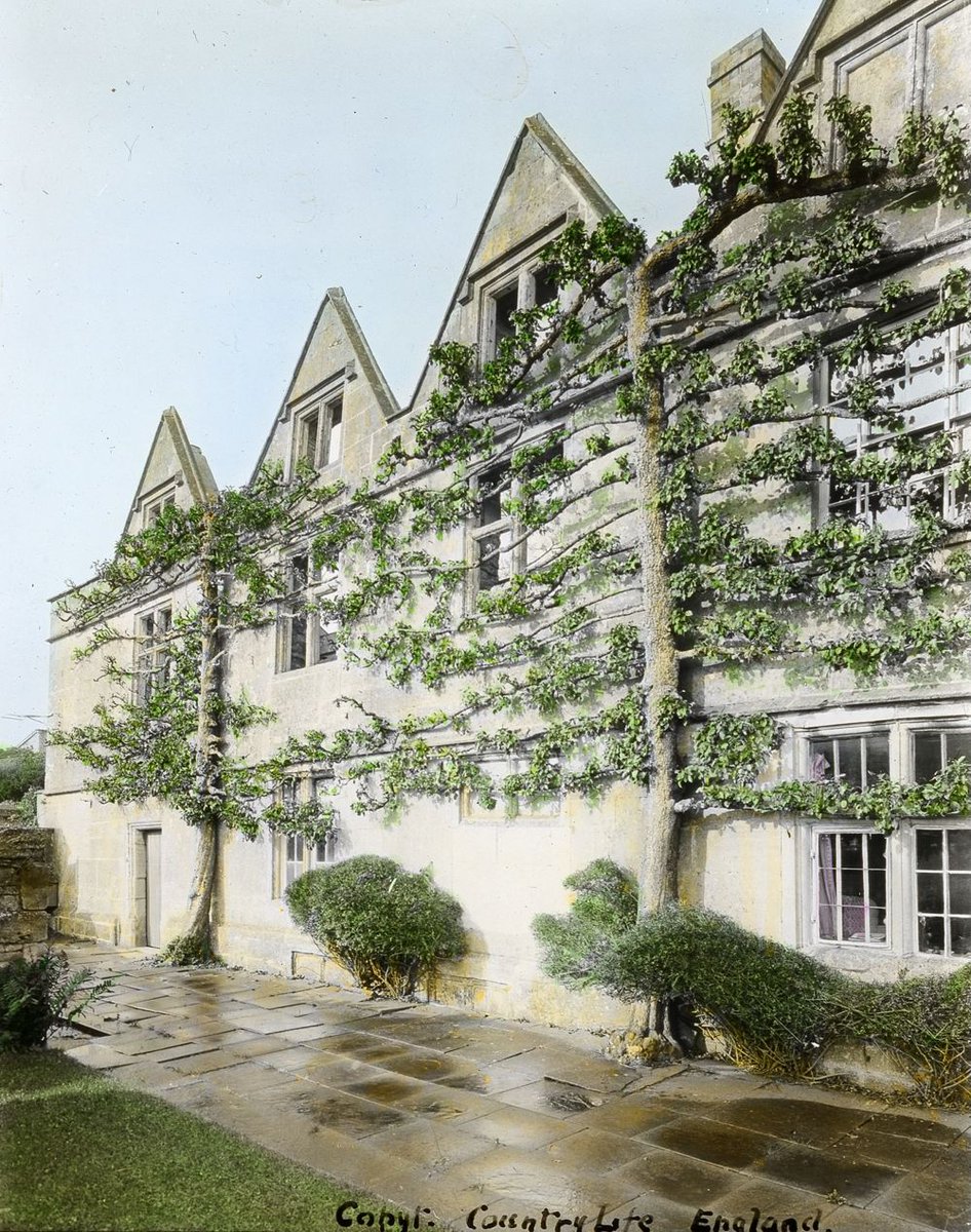 PlantingDiaries's tweet image. This extraordinary collection of hand coloured glass lantern slides has recently been added to the RHS digital platform. Commissioned by Edith Carroll Perkins and taken by Eleanor Malby in the 1920s.  292 images of English gardens, some now lost @Missvolare