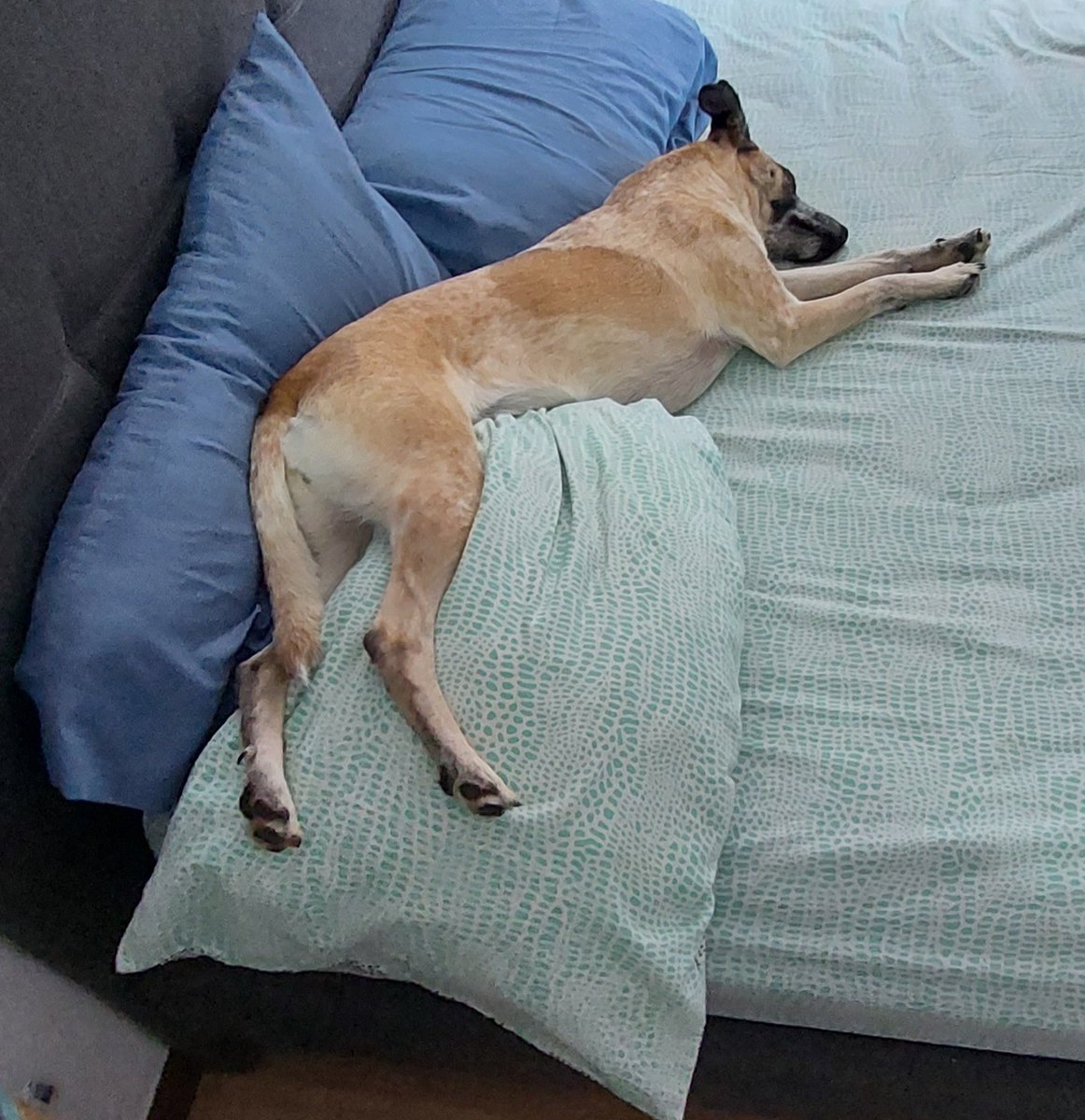 MarySaldaV's tweet photo. A alguien se le antoja una siesta con Abby? 🐶💗 https://t.co/usfag2I8Iw