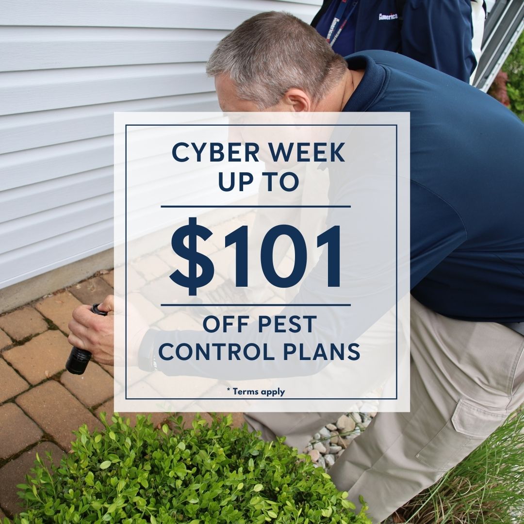 AmericanPest's tweet image. 🚨 Hurry! ENDS TODAY! 🚨 Don't miss out on your chance to save UP TO $101* on our pest control plans. Protect your home from pests this holiday season – grab this Cyber Week deal before it's gone!🎁🏡 Visit bit.ly/3GAlC22
#CyberWeekDeal #PestControl *Terms apply