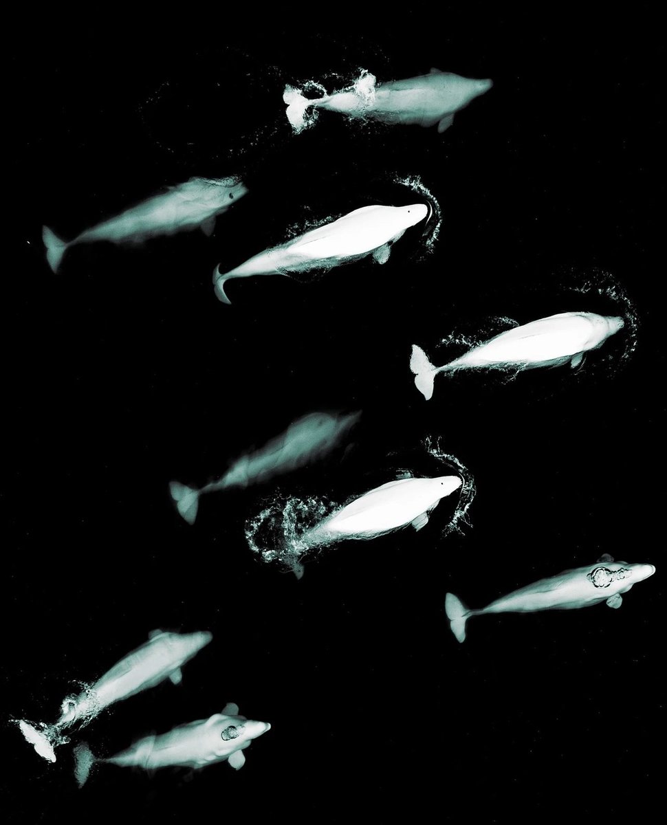 onewhaleorg's tweet photo. OneWhale’s mission is to protect Hvaldimir, and advocate for his future in the wild with other belugas. Our efforts also include co-founding the Norwegian Whale Reserve, with the vision to free other whales from captivity. Photos by: Einar Jenssen
#beluga #onewhale https://t.co/UKnE385c7n