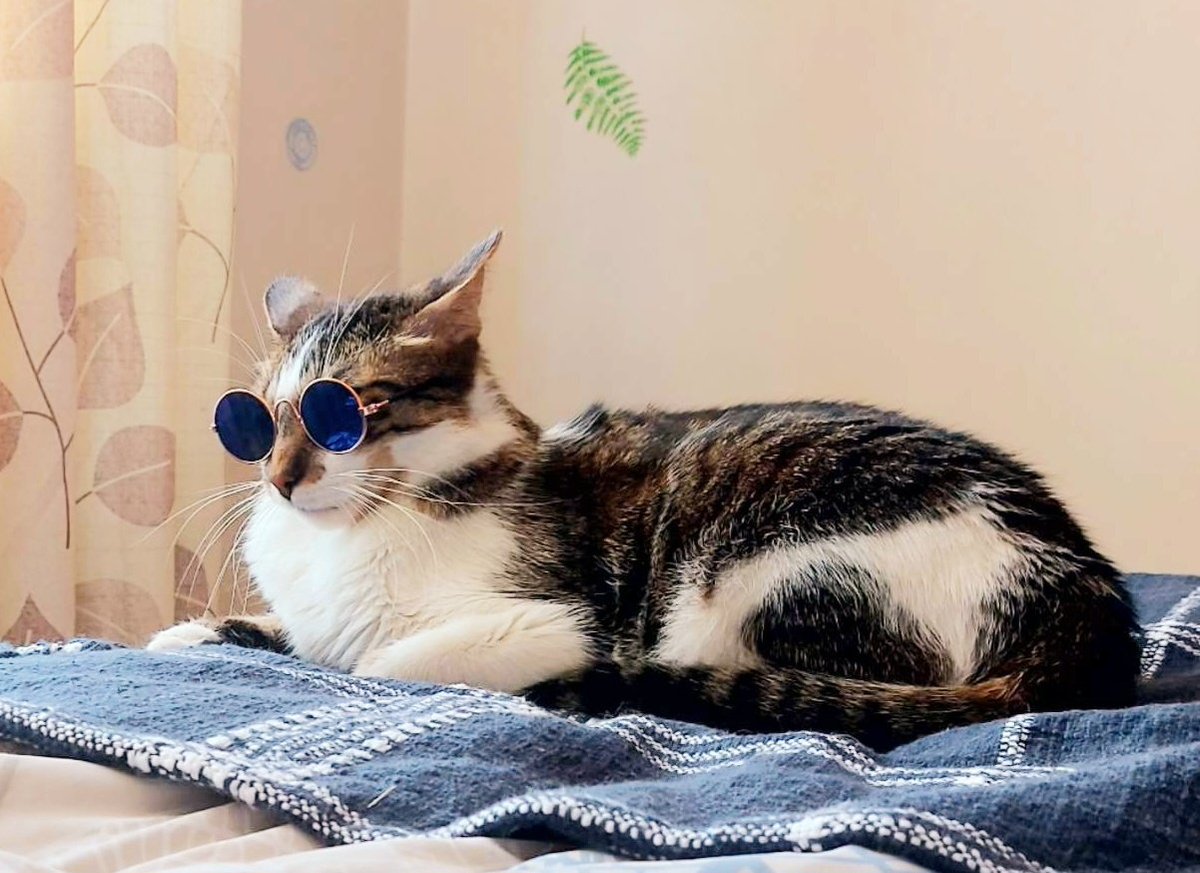 flomex11's tweet photo. Tiene mucho estilo mi gatito! 😍📸💕 https://t.co/7vtbMIqTPE
