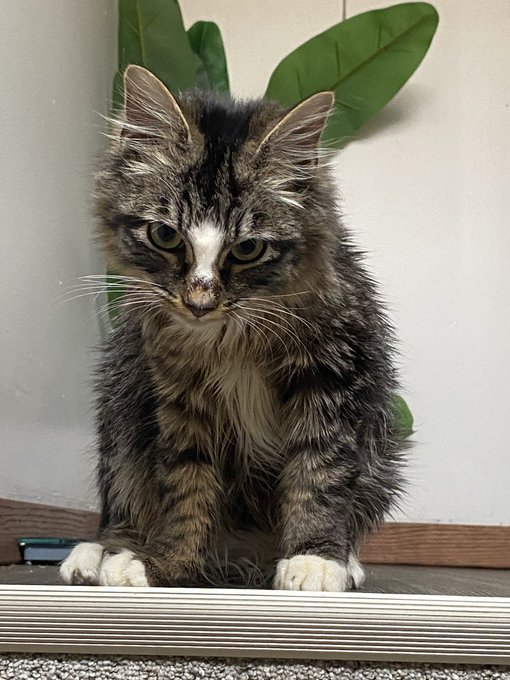 Fake meowing to purposely annoy Chicken Sandwich https://t.co/xbsoSiYHDK