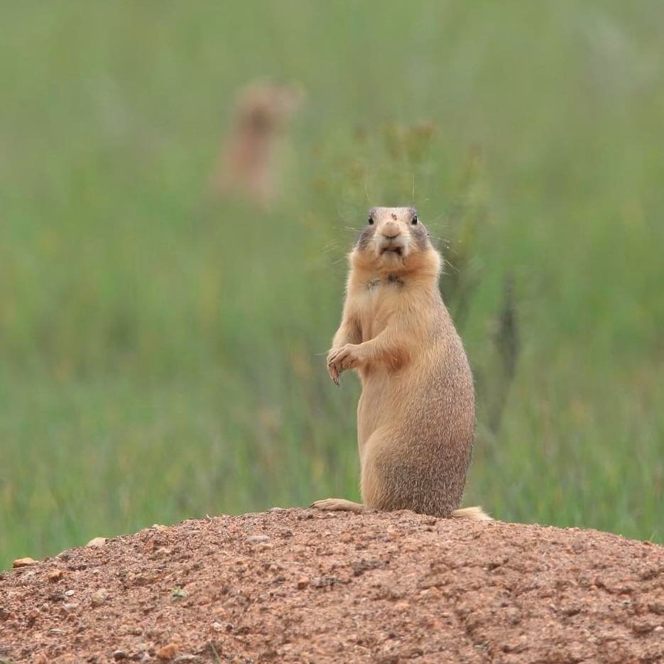 You: Barks at prairie dog… Prairie dog hearing you make six grammatical errors and insulting their mother in one bark.