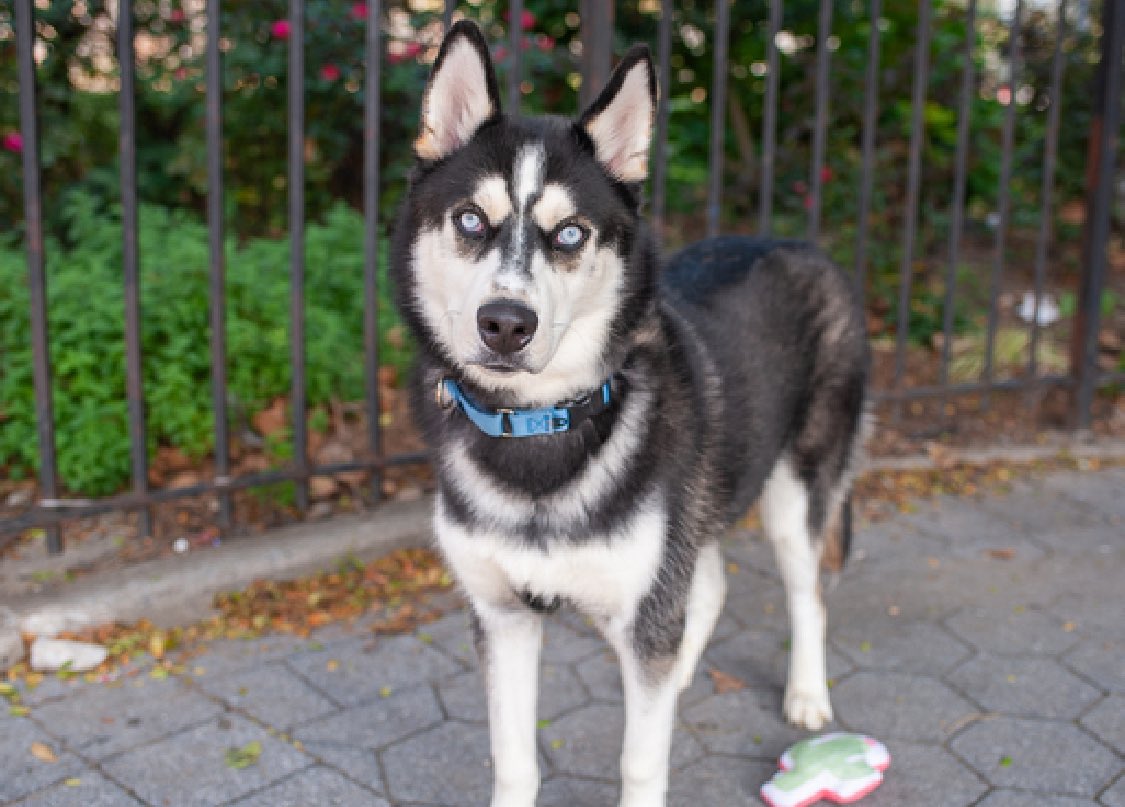 TomJumboGrumbo's tweet photo. His ‘family’ got a Husky and dumped him at 2 years old for being ‘too active’. Milky Way 185141 deserves a new and improved family. Handsome and social, he walks well on a leash, but is anxious in the New York pound. TBK Saturday, we need to help him: he needs a northeast family with kids, age 13+. Please repost pledge, let’s help Milky Way leave alive!

https://t.co/wVXuaYb3zf