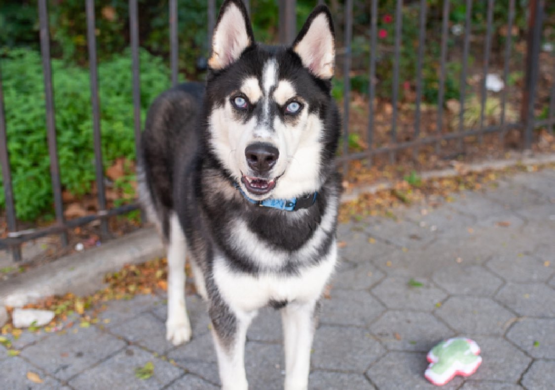 TomJumboGrumbo's tweet photo. His ‘family’ got a Husky and dumped him at 2 years old for being ‘too active’. Milky Way 185141 deserves a new and improved family. Handsome and social, he walks well on a leash, but is anxious in the New York pound. TBK Saturday, we need to help him: he needs a northeast family with kids, age 13+. Please repost pledge, let’s help Milky Way leave alive!

https://t.co/wVXuaYb3zf