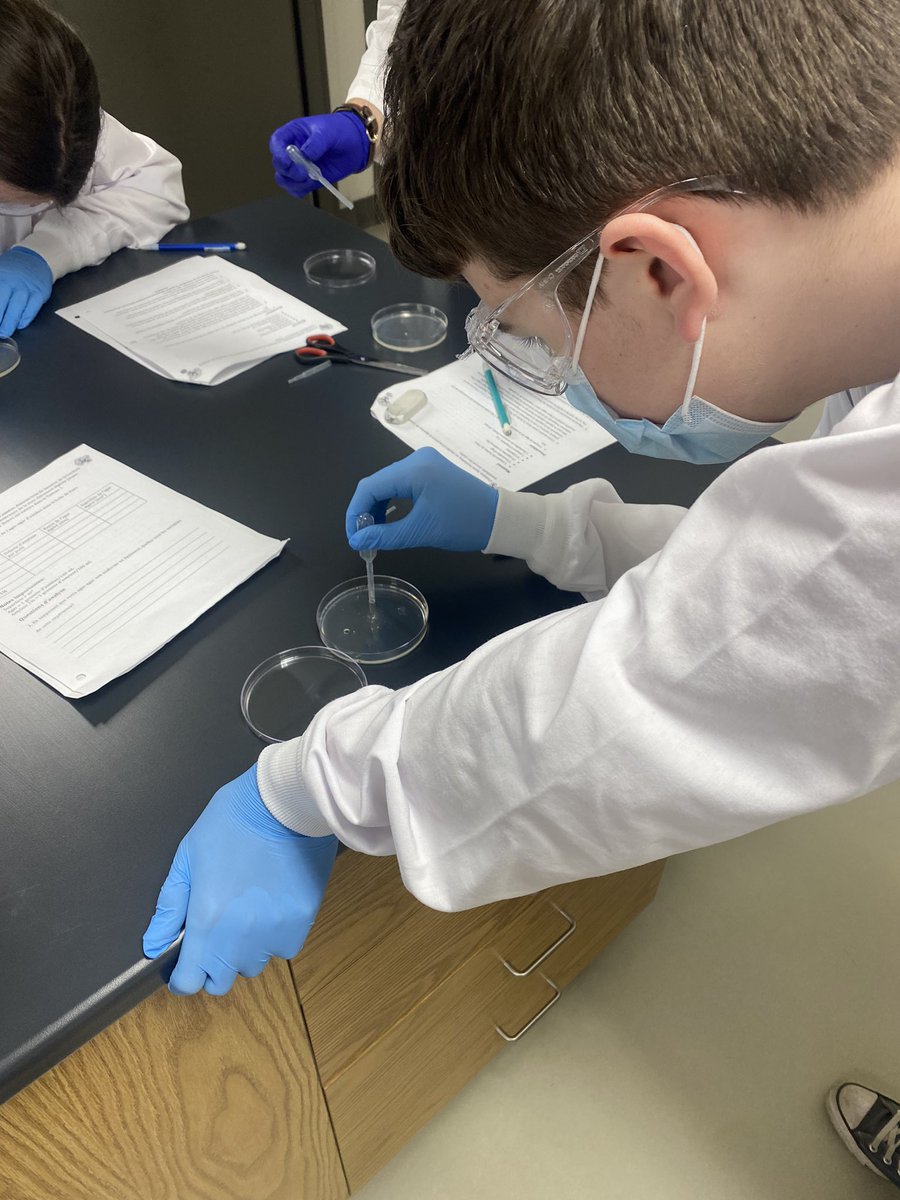 EmWilliams5's tweet photo. Labo excitant en bio 11! 🥽🥼Les élèves ont travaillé avec des plaques de Pétri pour la première fois afin d’explorer la décomposition de l’amidon par l’amylase. 🧫 Un labo pour en apprendre plus sur le système digestif! @acnotredame https://t.co/Ef1LJjxbld