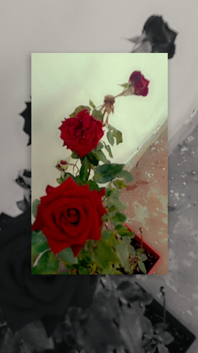 Excelente tarde 🌹