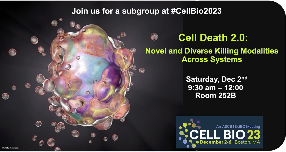 shrootiebee's tweet photo. Attending #cellbio2023? Interested in learning how cells kill other cells by acidification? ☠️ Please stop by my talk tomorrow, Room 252B as part of the special interest subgroup Cell Death 2.0 and learn about all the weird and wonderful ways in which cells die! https://t.co/64auUsXG7g