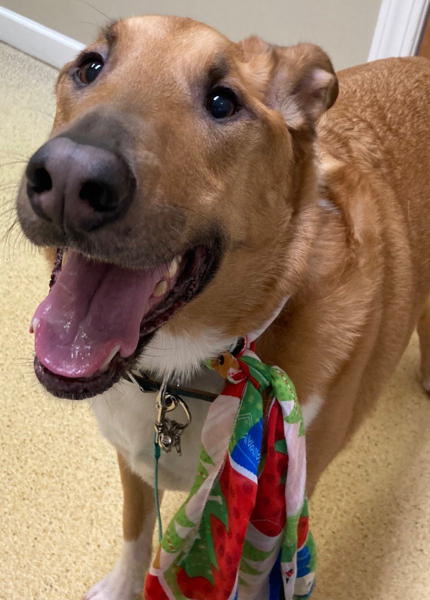 Hey frenz, Azzy had his Annual appt and we just got his blood work back. His Liver Enzymes are 400. Vet suggested we start him on Denamarin for a month then retest his blood. This is all a first for us. Anyone have experience with Denamarin?
Thanks! 😊🧡 Mumsycoo n Azzy 🦁