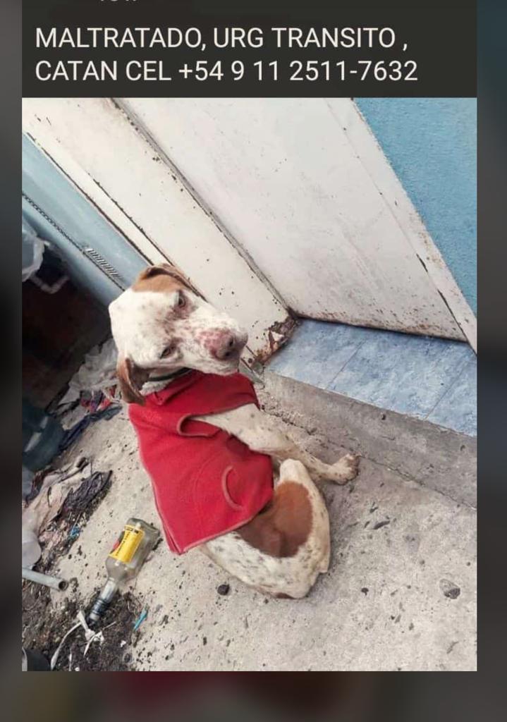 Perrito maltratado, ayuda urgente x favor