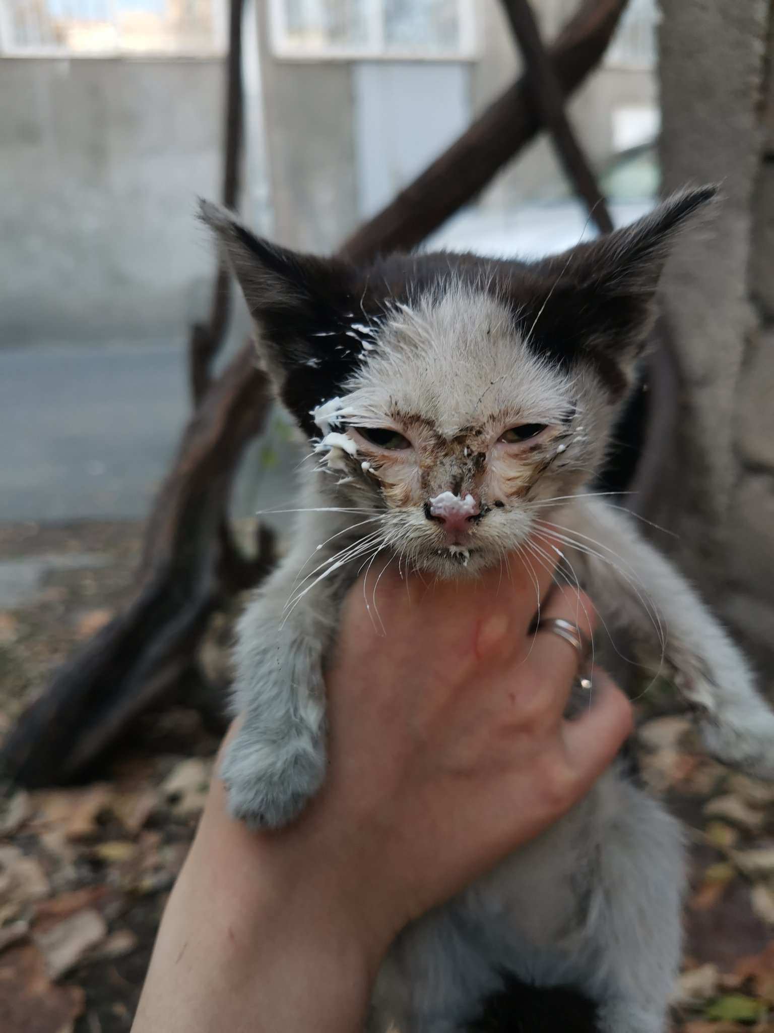 Жалкий котенок