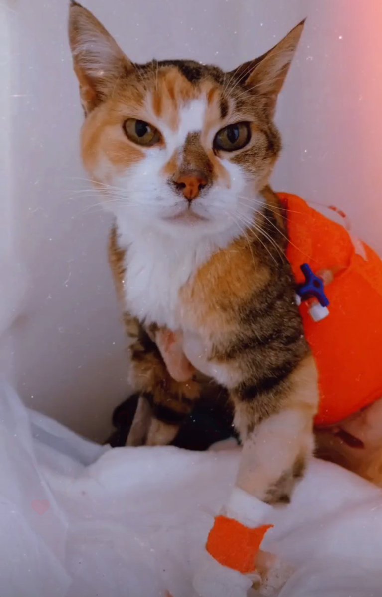 #Pupi Hoy fuimos a ver la citología de Pupi y tiene otro carcinoma 💔 Decidimos operarla nuevamente porque el tumor está lejos del que sacamos la 1° vez.
En un rato subo la citología y eco❤️‍🩹 
Dejo mi alias para quien quiera ayudar con los gastos
 
Alias: BREN.BALLESTERO.C