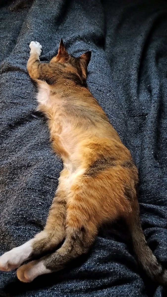 brenchyakuza's tweet photo. #Pupi Hoy fuimos a ver la citología de Pupi y tiene otro carcinoma 💔 Decidimos operarla nuevamente porque el tumor está lejos del que sacamos la 1° vez.
En un rato subo la citología y eco❤️‍🩹 
Dejo mi alias para quien quiera ayudar con los gastos
 
Alias: BREN.BALLESTERO.C https://t.co/g8ZzIdp9nr
