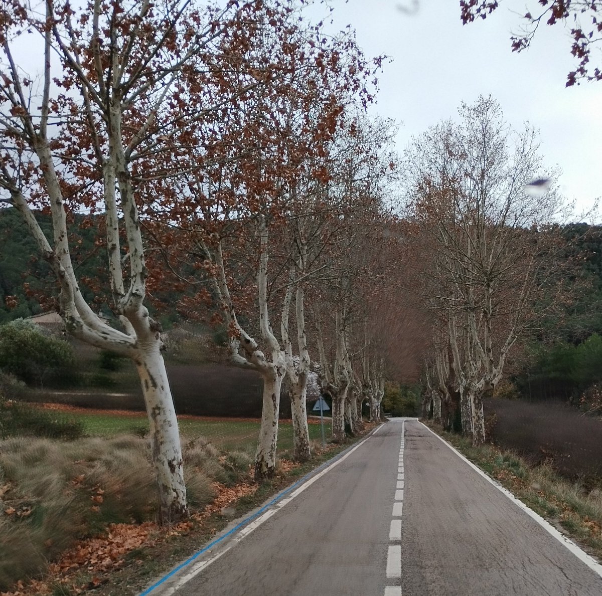 Carretera de #VilafrancaDelPenedès a #SantaColomaDeQueralt.
Encara hi ha força trams amb plataners a banda i banda.
Una carretera 'd'antas'.