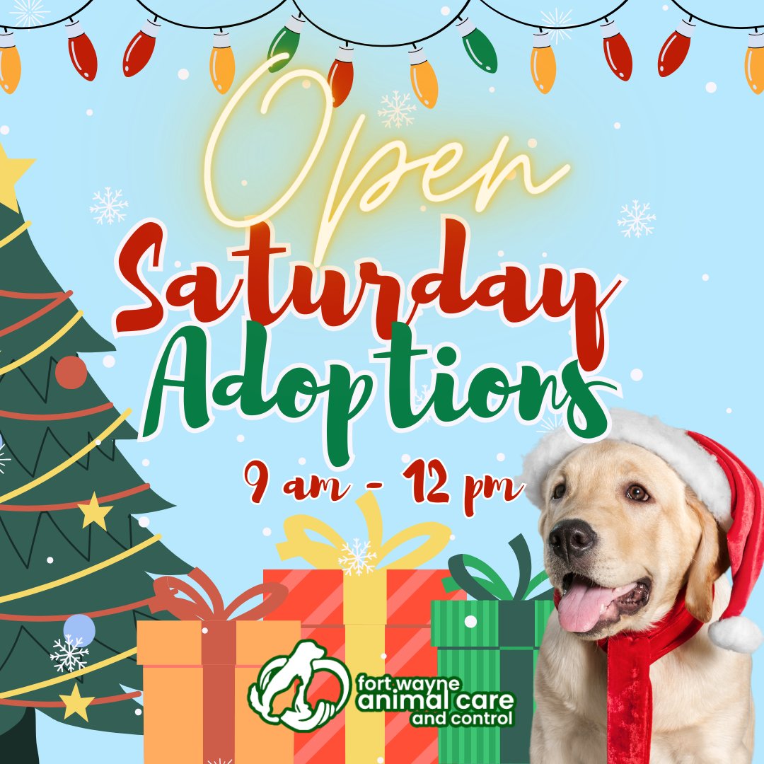 FWAnimalControl's tweet image. Our adoption center is open tomorrow from 9 am to 12 pm for you to find your next best friend! 

Learn about our adoption process and view all adoptable animals on our website: cityoffortwayne.org/adopt.html

#HappyHowlidays #Adopt #EmptyTheShelters