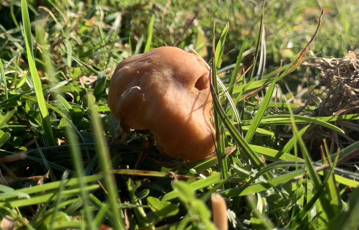 Not much for #FungiFriday today. @DevonWildlife @DorsetWildlife