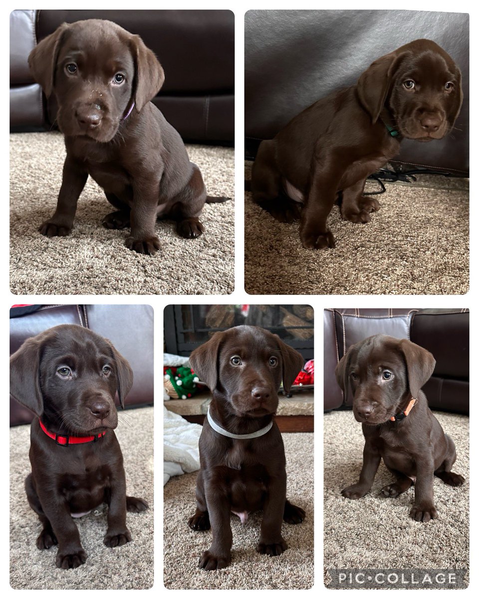 c19johnson's tweet photo. Today we said goodbye to 4 of our puppies! And tmw the 5th one goes to his forever home! We still have 2 males looking for their homes! Let me know if you are interested! #puppylove #purebredchoclabs https://t.co/UMVzUs6HBc