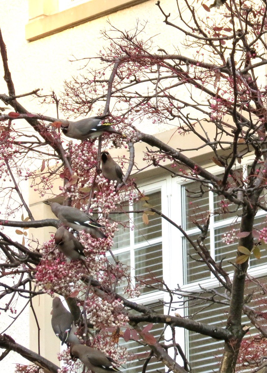 Rachel (@upwithebonnet) on Twitter photo Pure bliss, watching a flock of 30 waxwings for an hour this afternoon. A total joy to see them. #waxwings #Edinburgh <a href="/WaxwingsUK/">WaxwingsUK</a> Pure bliss, watching a flock of 30 waxwings for an hour this afternoon. A total joy to see them. #waxwings #Edinburgh <a href="/WaxwingsUK/">WaxwingsUK</a>