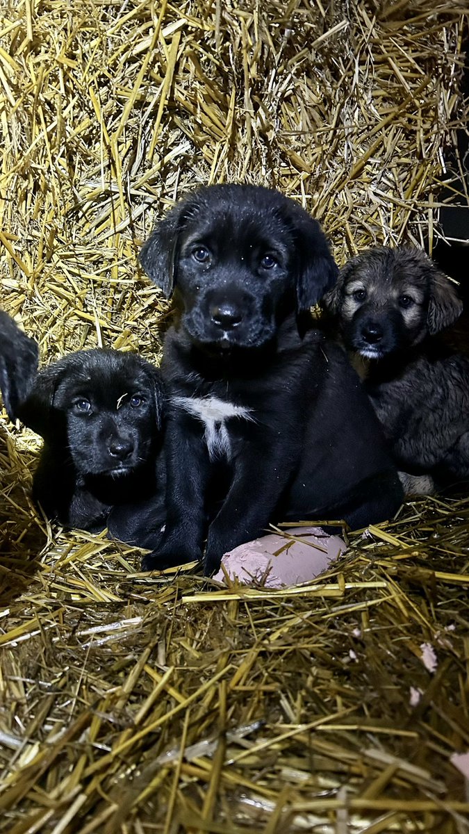 LucaCallimachi's tweet photo. #mypuppies #mypuppy #puppy #ciobanesti #ciobanescromanesc #ciobanesccorb #cute https://t.co/3Ebj2Q9z5V