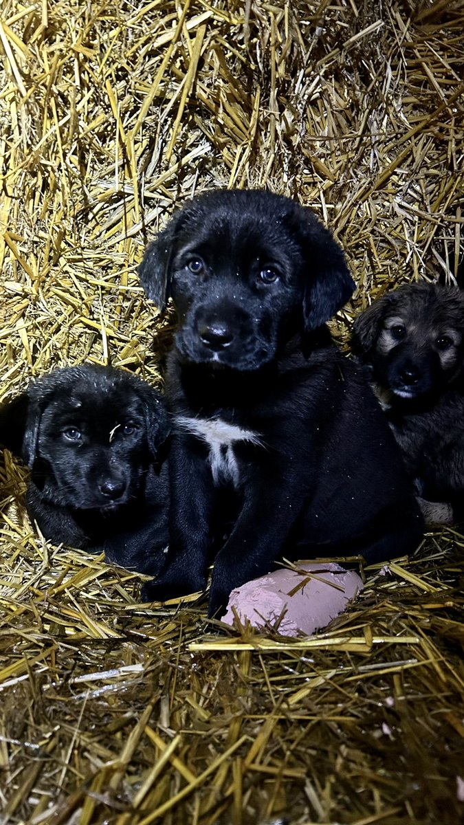 LucaCallimachi's tweet photo. #mypuppies #mypuppy #puppy #ciobanesti #ciobanescromanesc #ciobanesccorb #cute https://t.co/3Ebj2Q9z5V