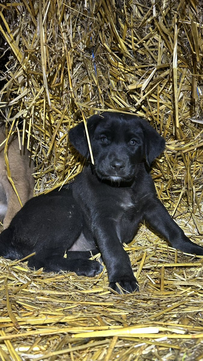 LucaCallimachi's tweet photo. #mypuppies #mypuppy #puppy #ciobanesti #ciobanescromanesc #ciobanesccorb #cute https://t.co/3Ebj2Q9z5V