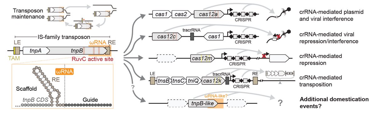 New pre-print from the Sternberg Lab! Transposon-encoded nucleases (TnpB/IscB) gave rise to the CRISPR-associated proteins (Cas9 and Cas12), but were TnpB-like proteins domesticated for other functions? 𝙔𝙀𝙎!! doi.org/10.1101/2023.1…