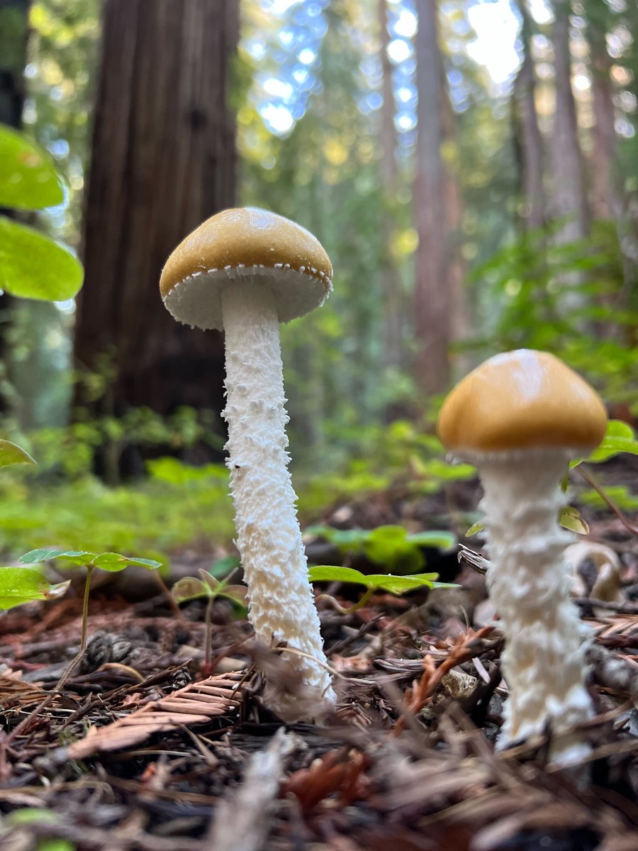 calparks's tweet photo. Stroll into serenity at Armstrong Redwoods State Recreation Area. 🌲✨ #ExploreCA #CAStateParks #ArmstrongRedwoods https://t.co/dqoBaGWNJK