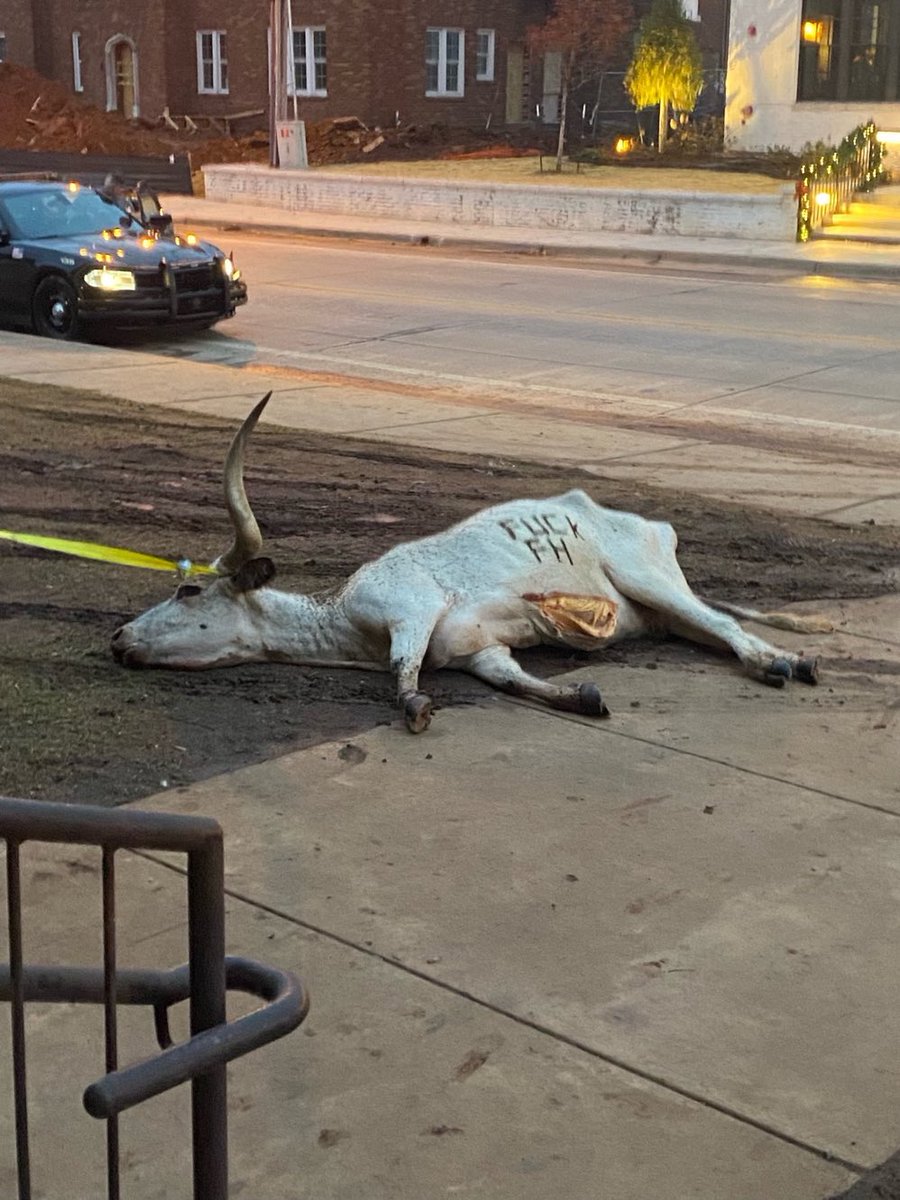 Since this has blown way out of proportion &amp; is now featured on ESPN, TMZ, Etc. &amp; Texas is using it to victimize themselves….

Let’s all put our brains together and realize the flesh from the stomach is yellow which would indicate it’s been dead for a while (yes I was a biology