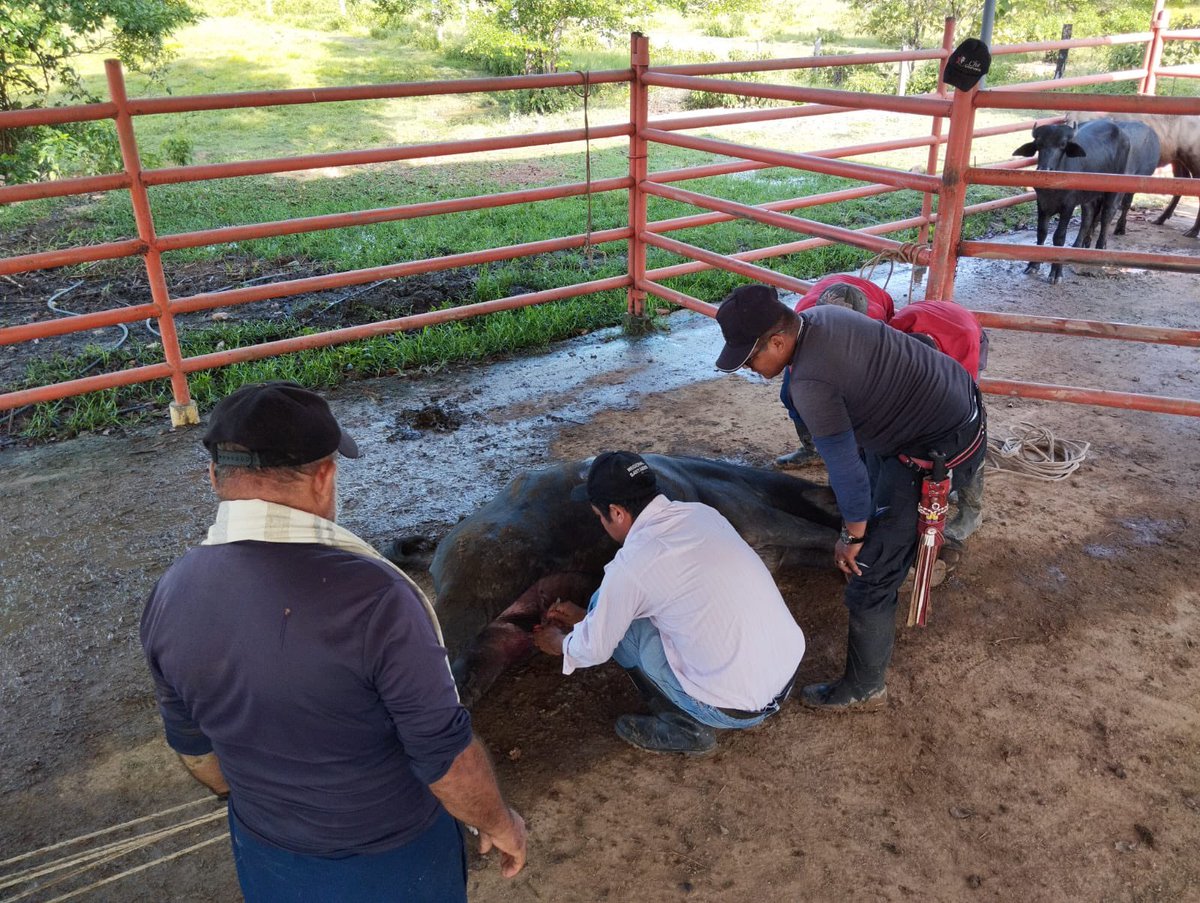 ARNColombia's tweet image. 📍Se realizó un diagnóstico📝 productivo y se entregaron alternativas de solución, para las unidades productivas y su desarrollo en el territorio🌅.